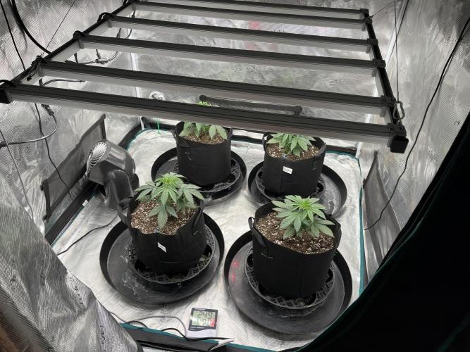 Insane OG and Dosido 33. Week 4