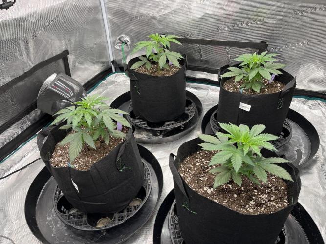 Insane OG and Dosido 33. Week 4