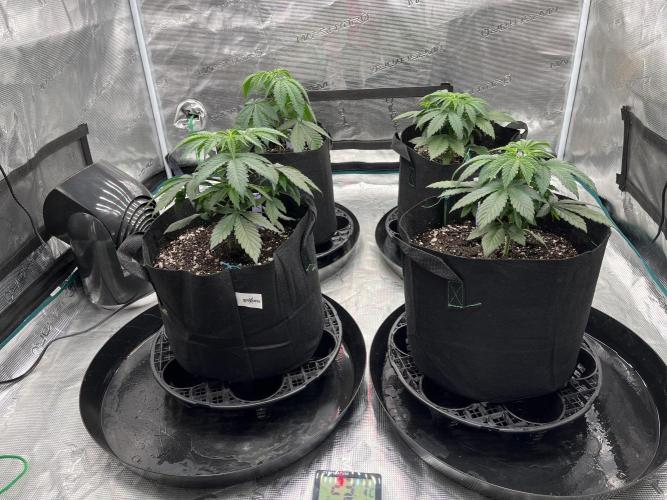 Insane OG and Dosido 33. Week 5
