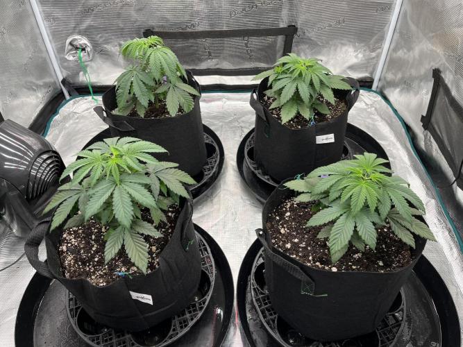 Insane OG and Dosido 33. Week 5