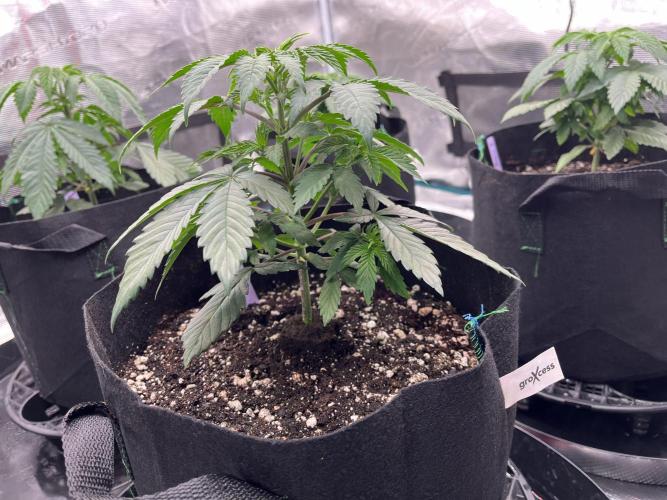 Insane OG and Dosido 33. Week 5