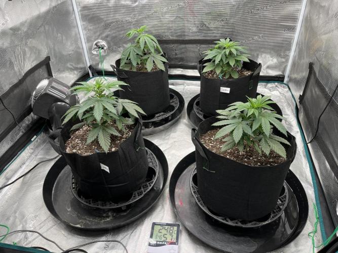 Insane OG and Dosido 33. Week 5