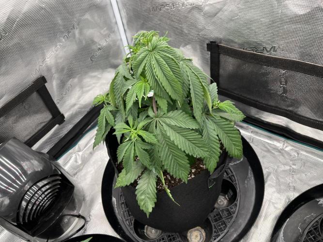 Insane OG and Dosido 33. Week 6