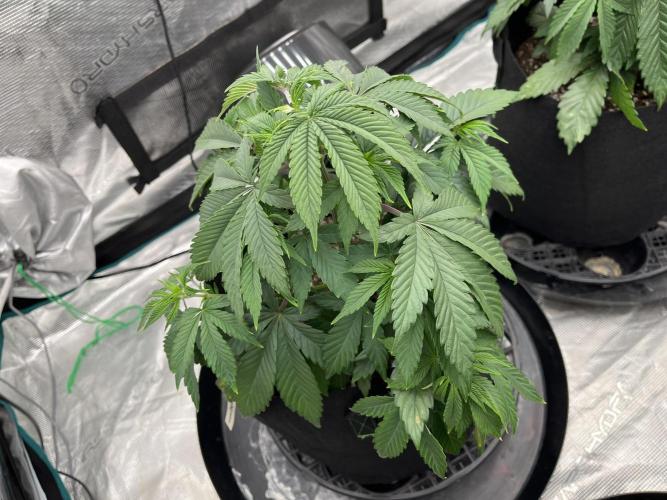 Insane OG and Dosido 33. Week 6