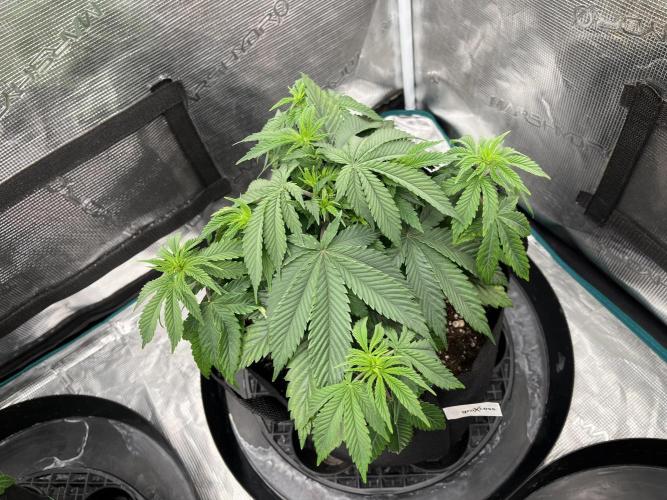 Insane OG and Dosido 33. Week 6