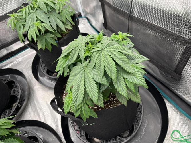 Insane OG and Dosido 33. Week 6