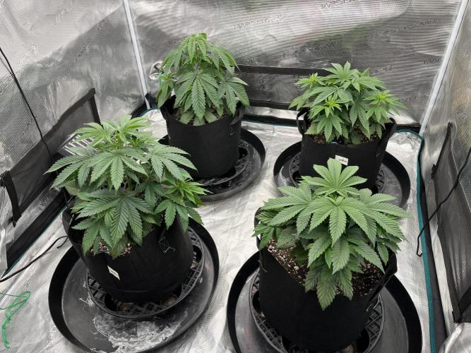 Insane OG and Dosido 33. Week 6