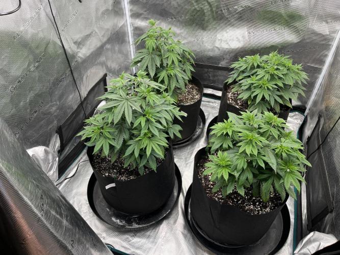 Insane OG and Dosido 33. Week 7