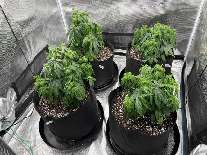 Insane OG and Dosido 33. Week 7