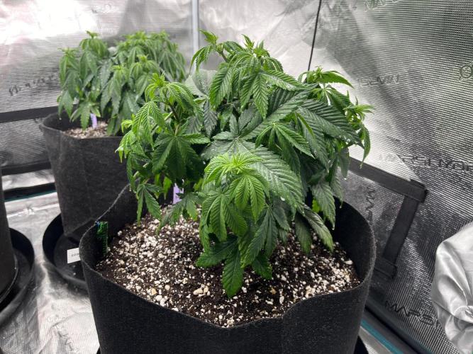 Insane OG and Dosido 33. Week 7