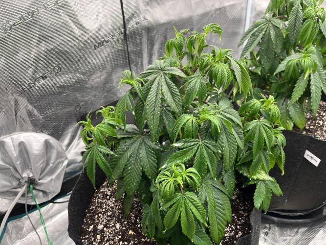 Insane OG and Dosido 33. Week 7