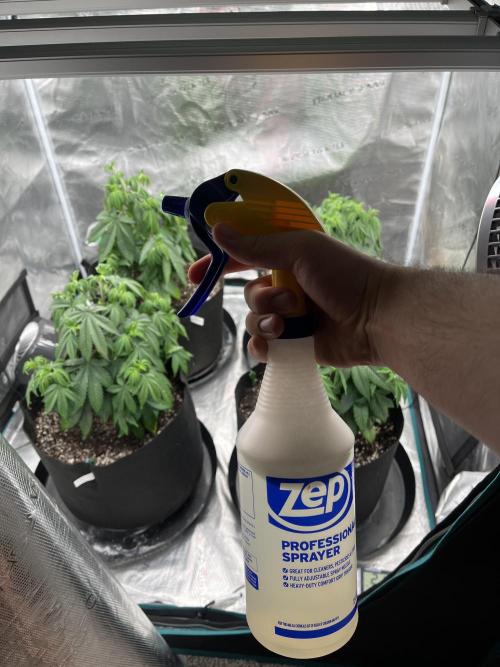 Insane OG and Dosido 33. Week 7