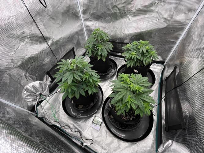 Insane OG and Dosido 33. Week 7