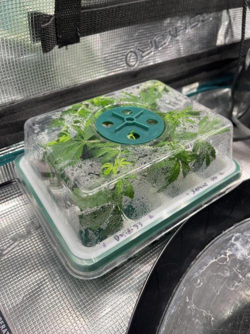 Insane OG and Dosido 33. Week 8