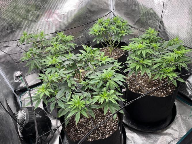 Insane OG and Dosido 33. Week 8