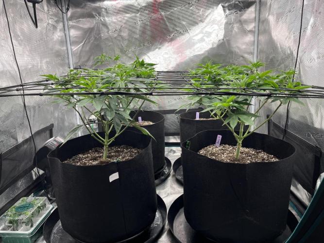 Insane OG and Dosido 33. Week 8