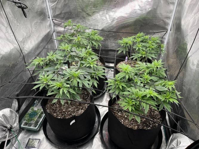 Insane OG and Dosido 33. Week 8