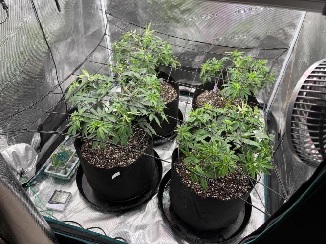 Insane OG and Dosido 33. Week 8