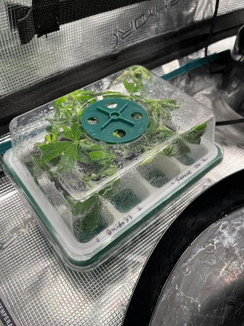 Insane OG and Dosido 33. Week 8