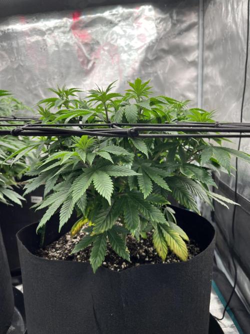 Insane OG and Dosido 33. Week 8