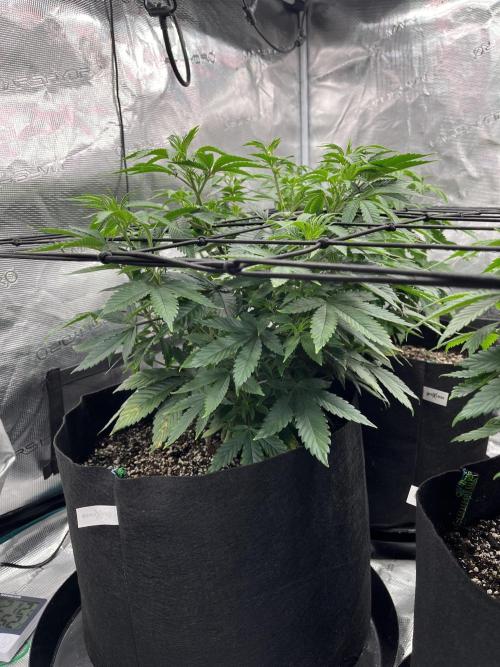 Insane OG and Dosido 33. Week 8