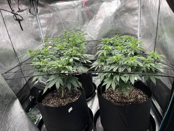 Insane OG and Dosido 33. Week 9