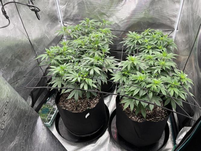 Insane OG and Dosido 33. Week 9