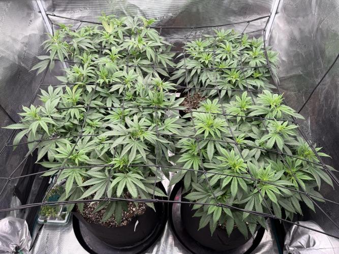 Insane OG and Dosido 33. Week 10