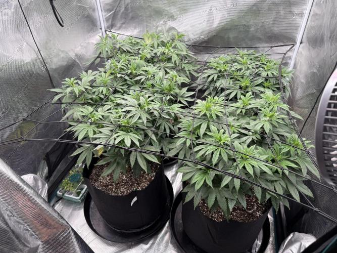 Insane OG and Dosido 33. Week 10