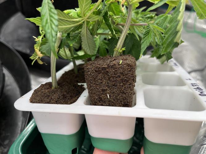 Insane OG and Dosido 33. Week 10