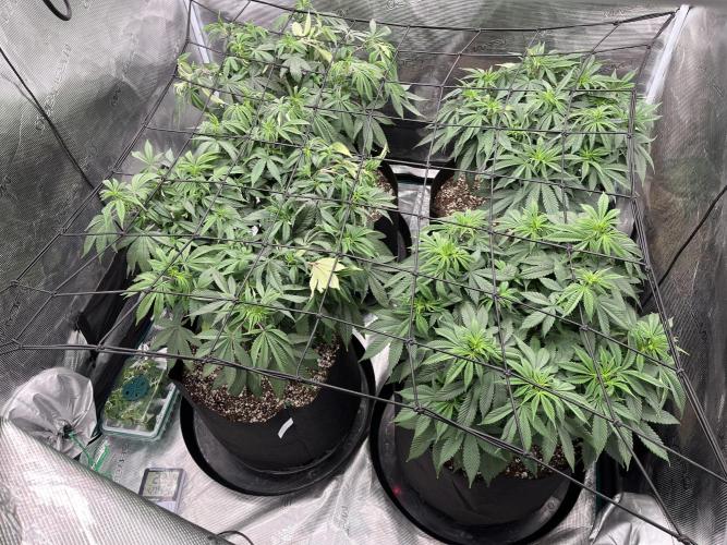 Insane OG and Dosido 33. Week 10