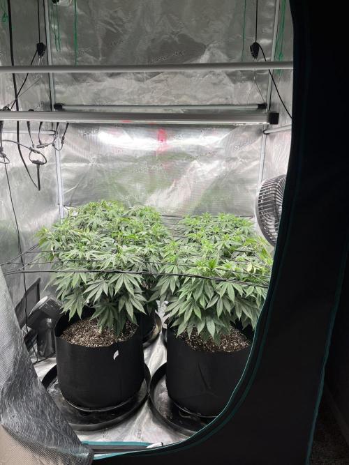 Insane OG and Dosido 33. Week 11