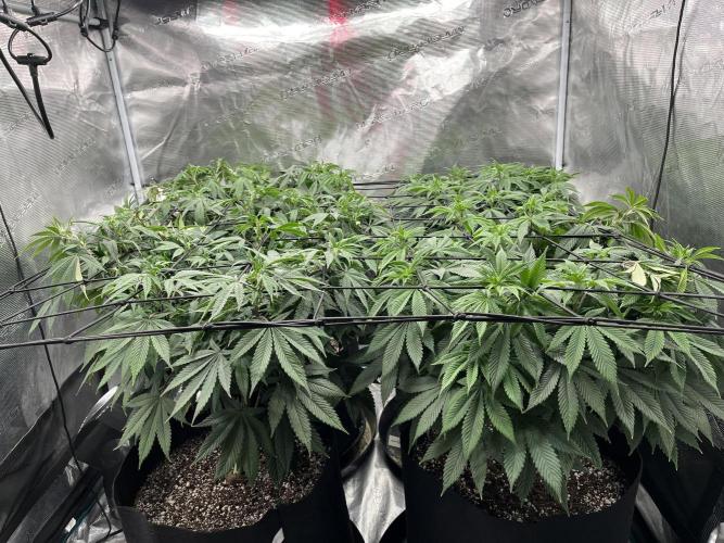 Insane OG and Dosido 33. Week 11