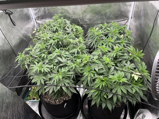 Insane OG and Dosido 33. Week 11