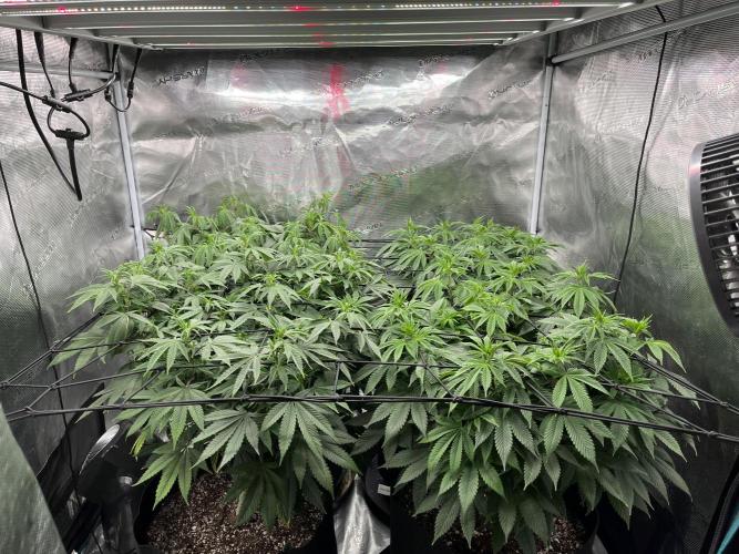 Insane OG and Dosido 33. Week 12