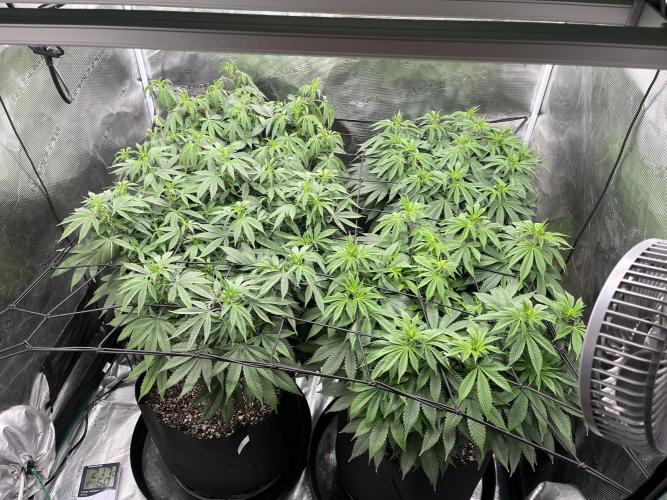 Insane OG and Dosido 33. Week 12