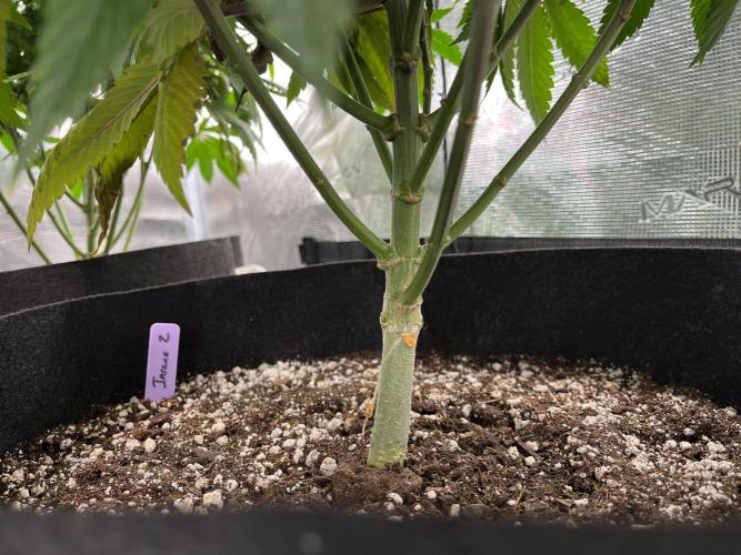 Insane OG and Dosido 33. Week 12