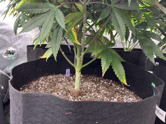 Insane OG and Dosido 33. Week 12