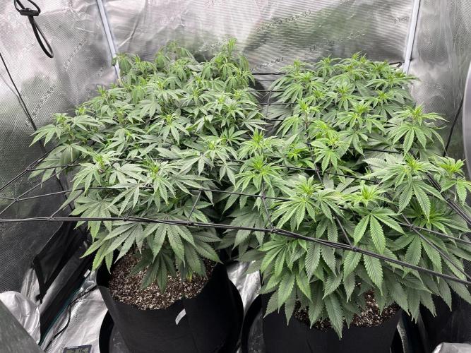 Insane OG and Dosido 33. Week 12