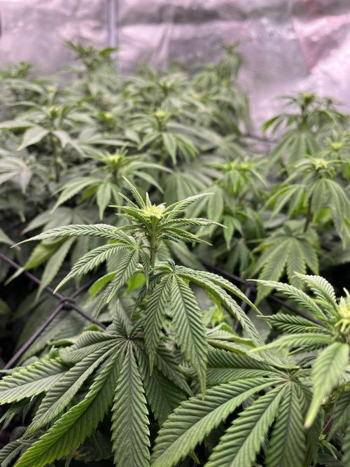 Insane OG and Dosido 33. Week 13