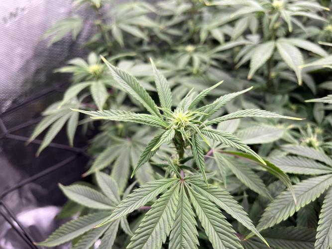 Insane OG and Dosido 33. Week 13