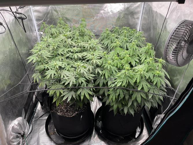 Insane OG and Dosido 33. Week 13
