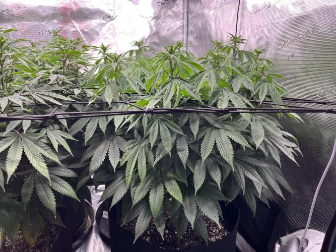 Insane OG and Dosido 33. Week 13