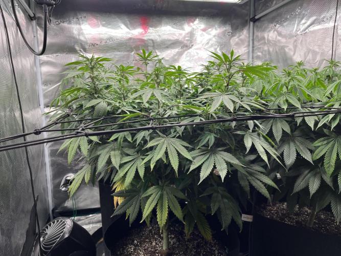 Insane OG and Dosido 33. Week 13