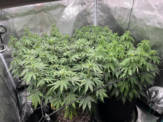 Insane OG and Dosido 33. Week 13