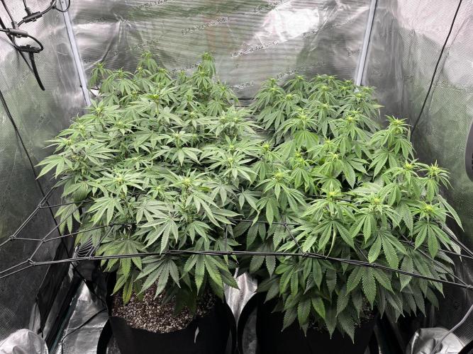 Insane OG and Dosido 33. Week 13