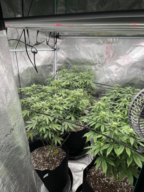 Insane OG and Dosido 33. Week 14