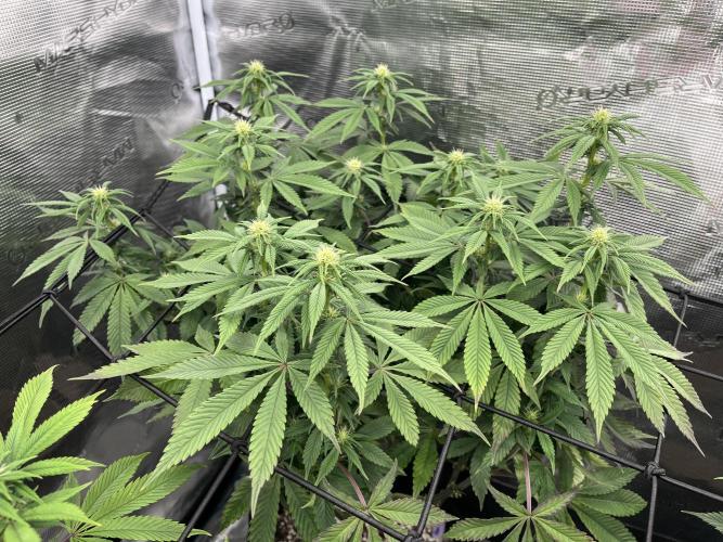 Insane OG and Dosido 33. Week 14