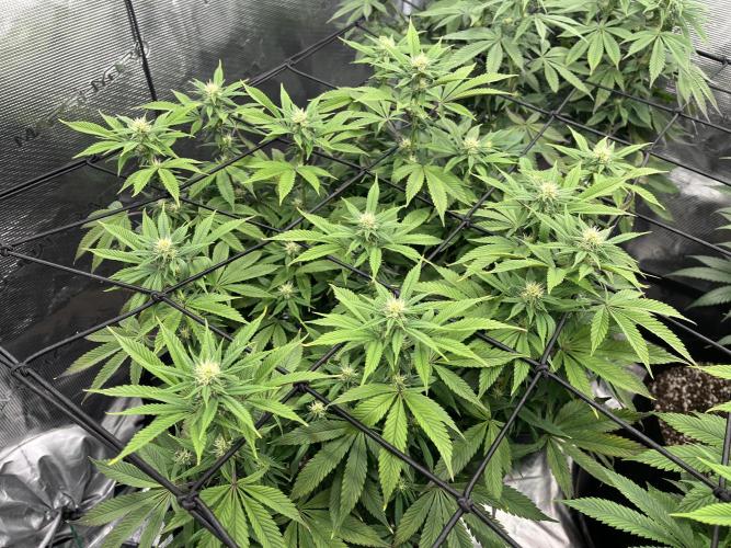 Insane OG and Dosido 33. Week 14