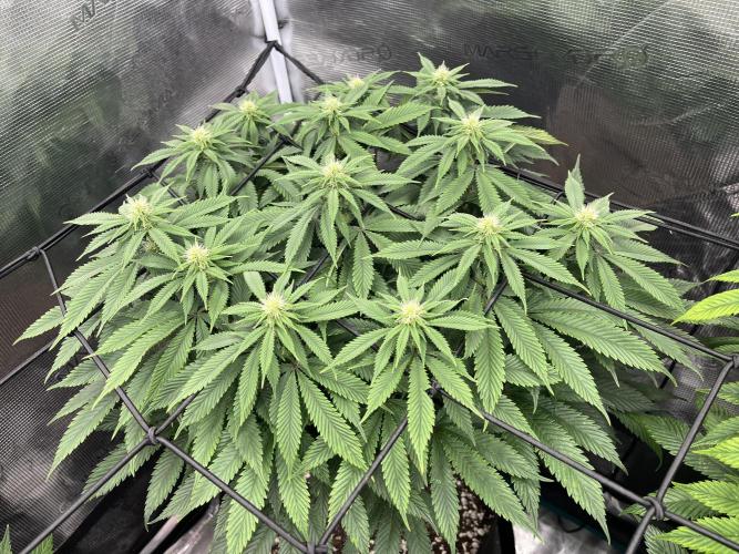 Insane OG and Dosido 33. Week 14